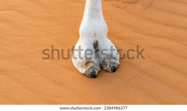 camel toe pics